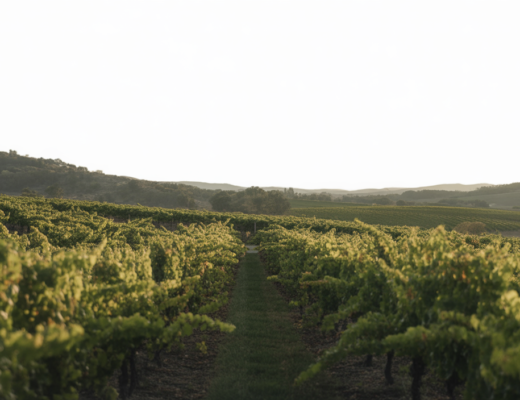 Photo of scenic Napa Valley vineyard rows under warm sunset light with rolling hills in the background